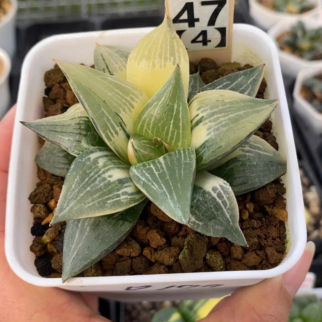 47实生寿锦一物一拍