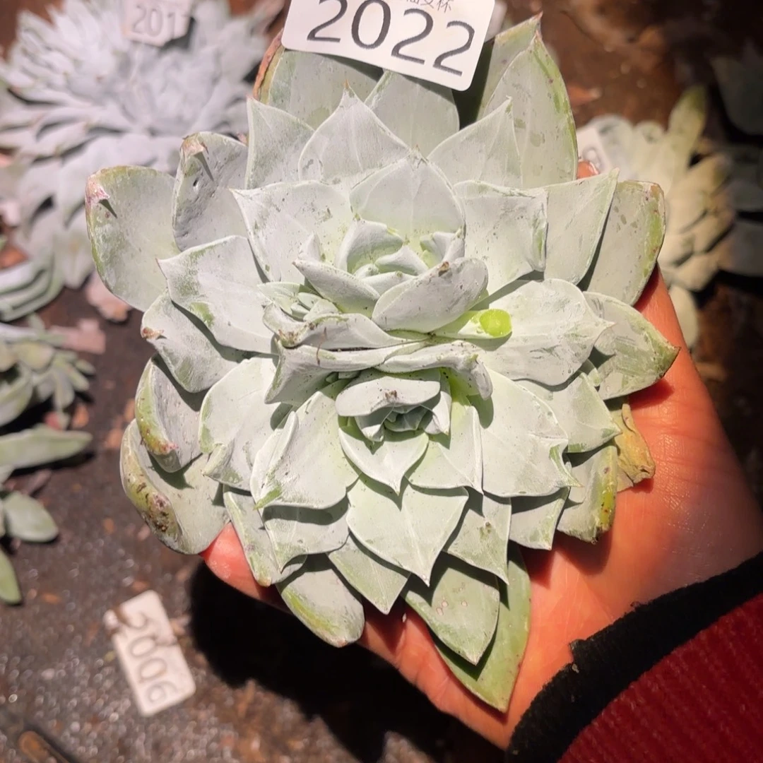 3代杂交仙女杯多肉福利