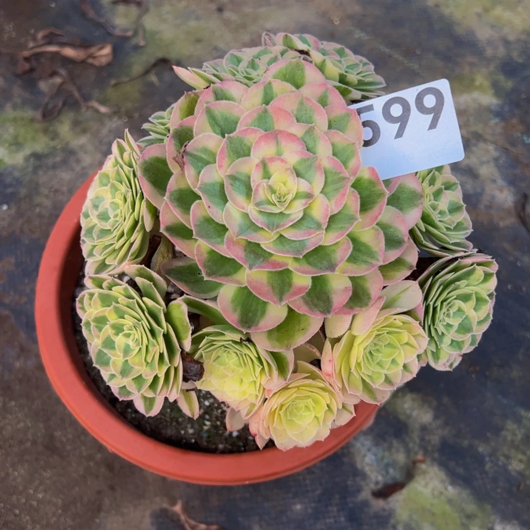 玉姿599999999999