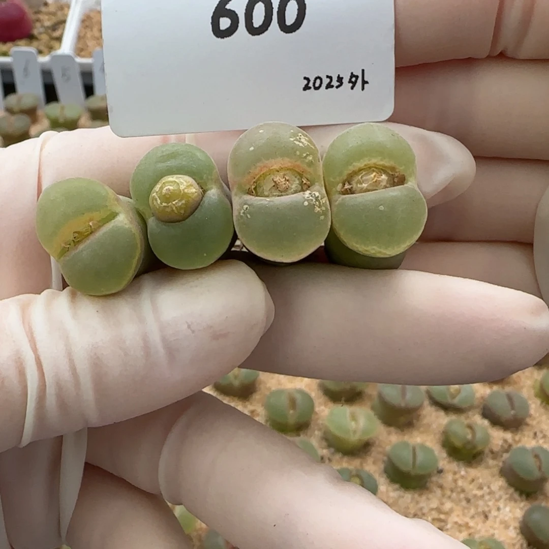 D****.多肉多肉多肉2025-600Dangerous