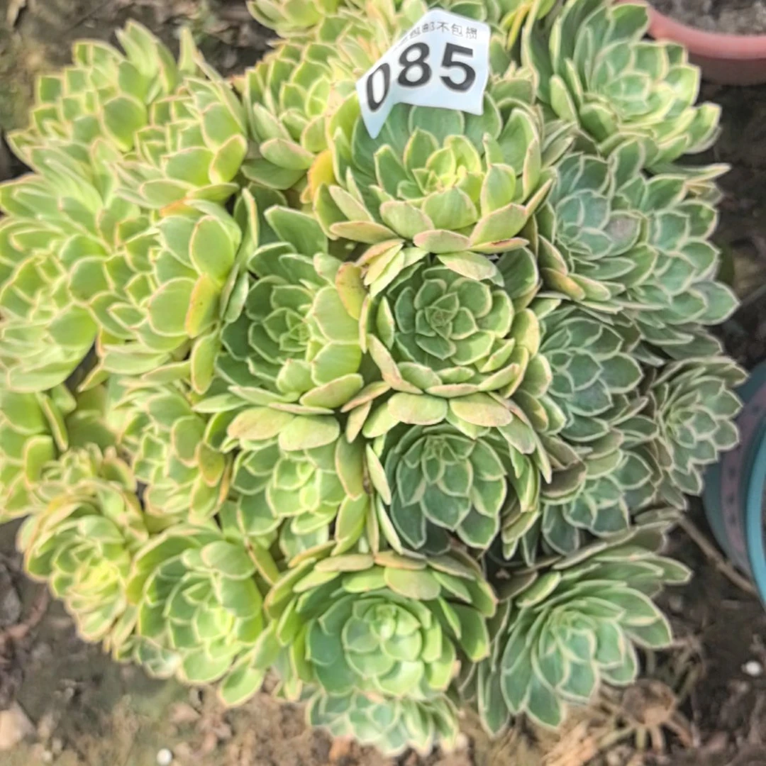 085外卖法师莲花花花