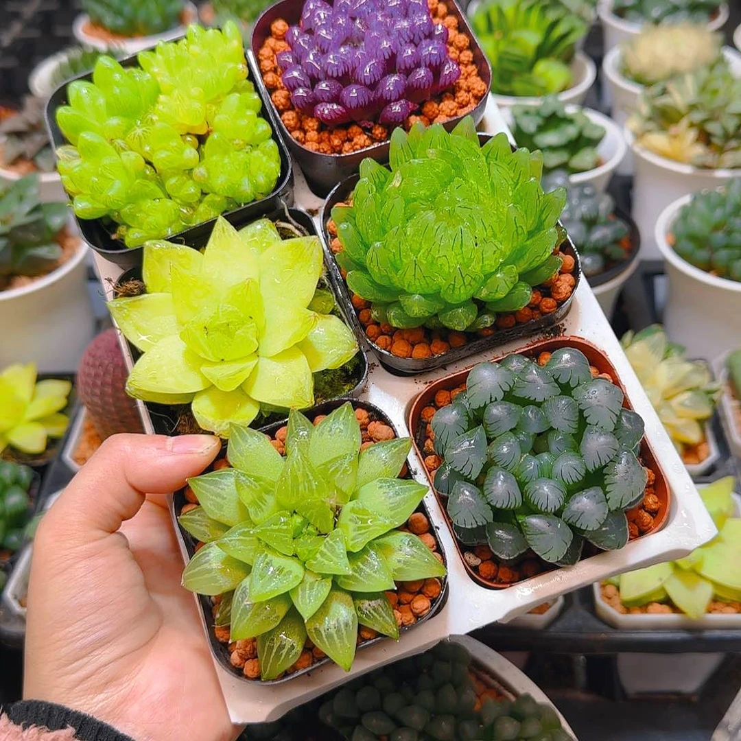 玉露群，蝉翼，黄金，紫宝石，玉露寿，冰灯