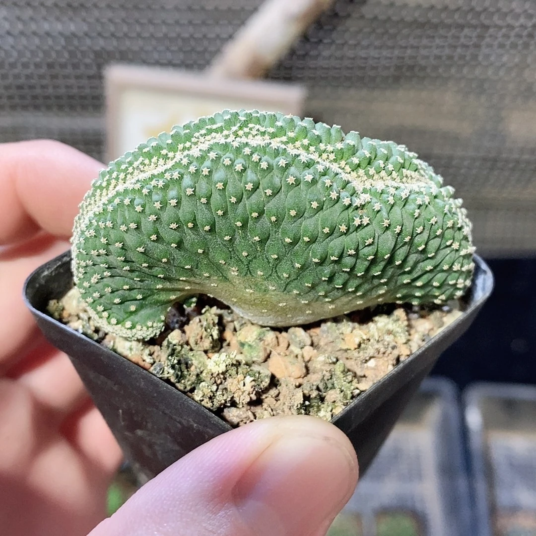 实生掬水缀化品相自观如图