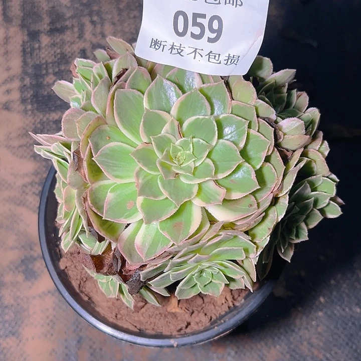 059万花筒多肉植物