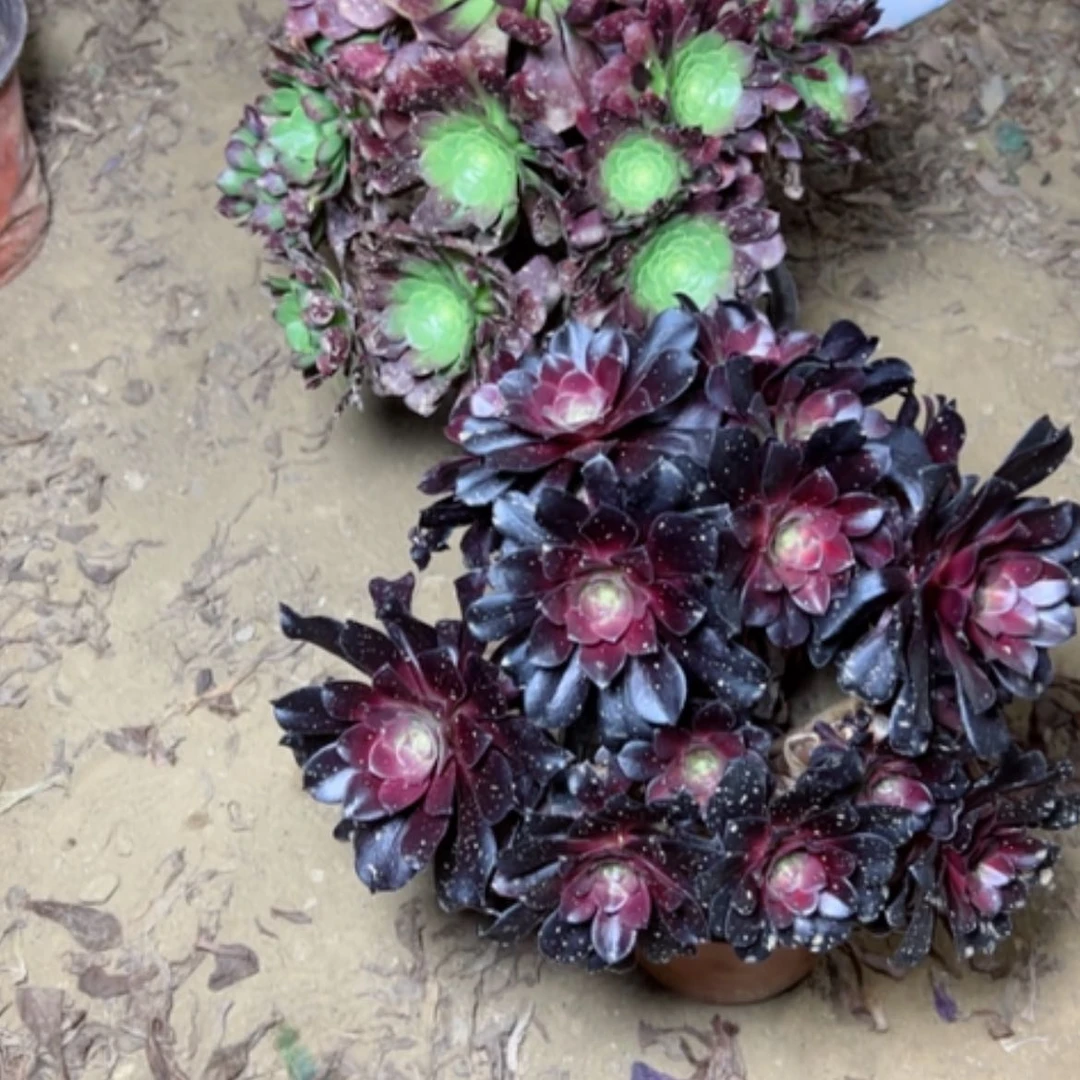 【闪购商品】珊***子多肉植物不售后26