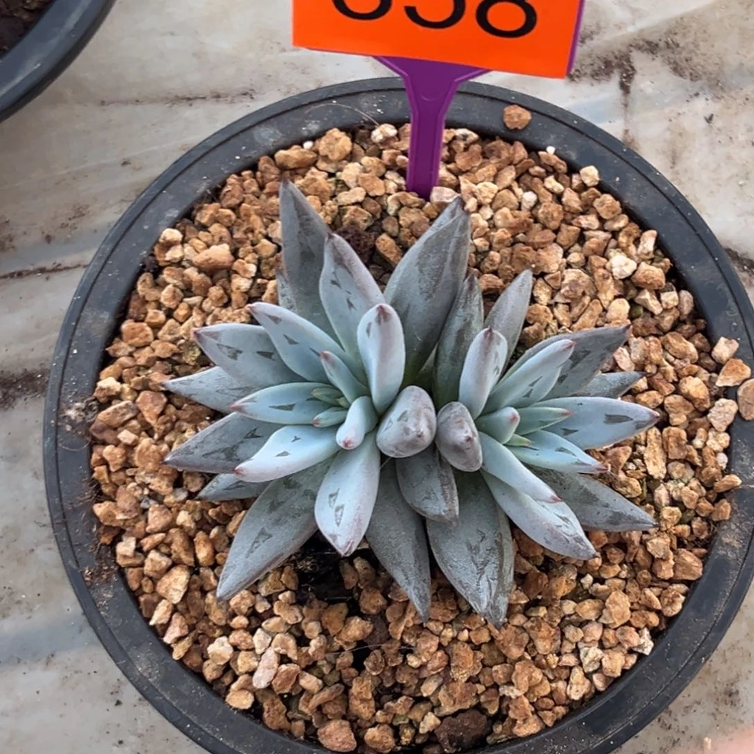 多肉植物魔爪群358