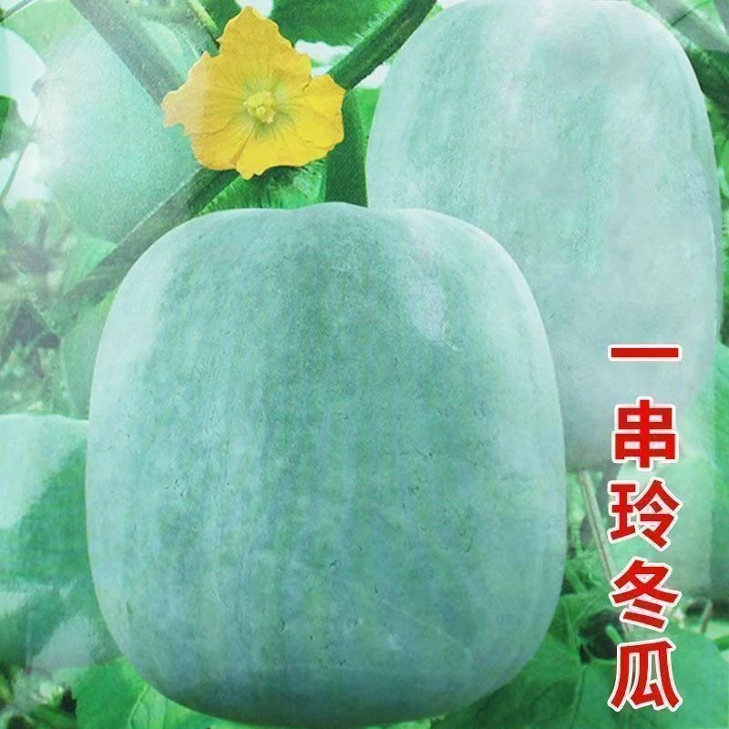 一串铃小冬瓜种子 春秋季迷你球形绿冬瓜一串铃冬瓜庭院蔬菜种籽