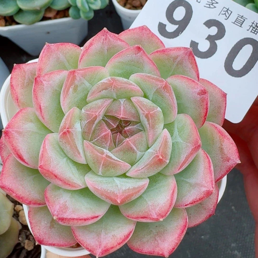 梦冉优选            精美多肉植物