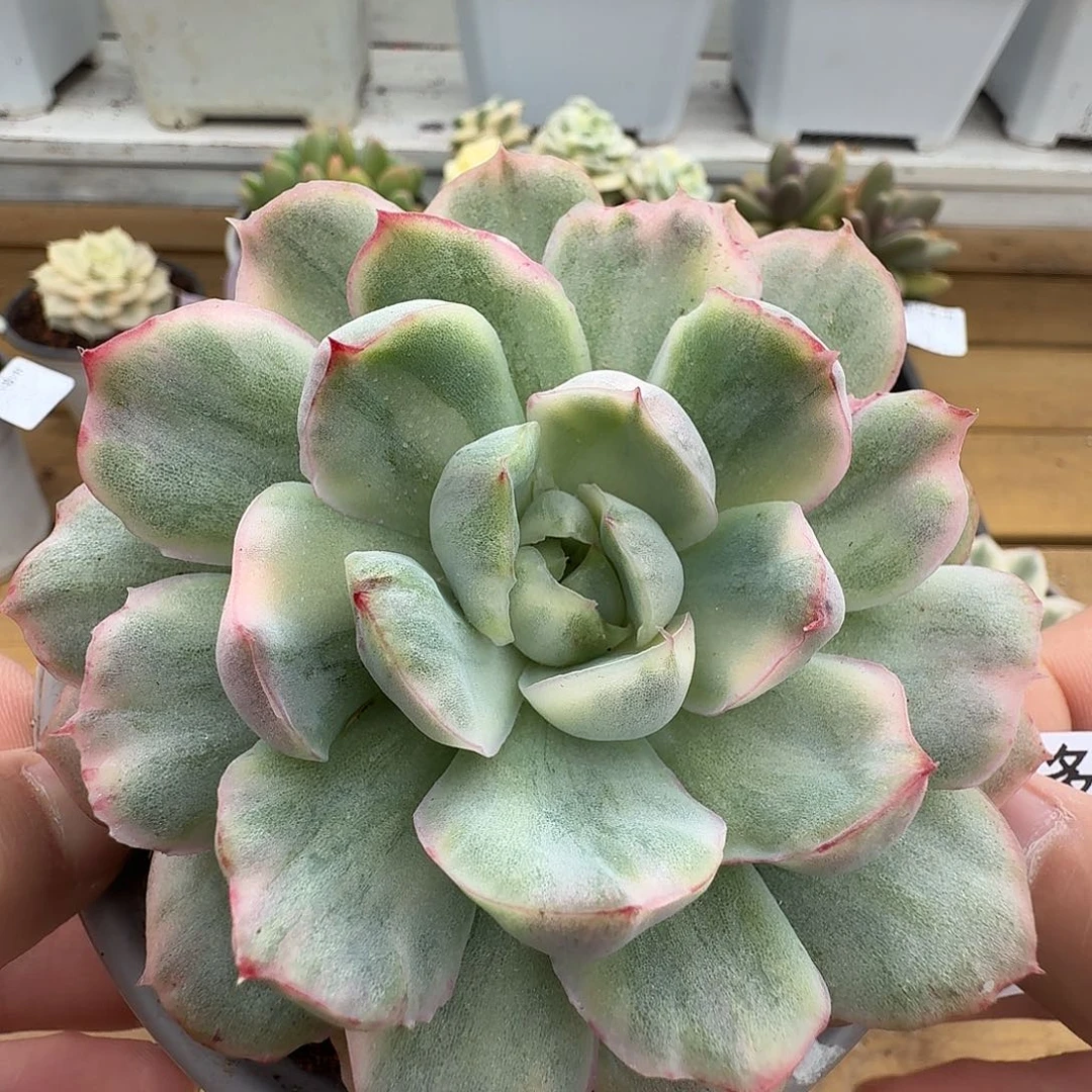 草莓蛋糕锦1104-45