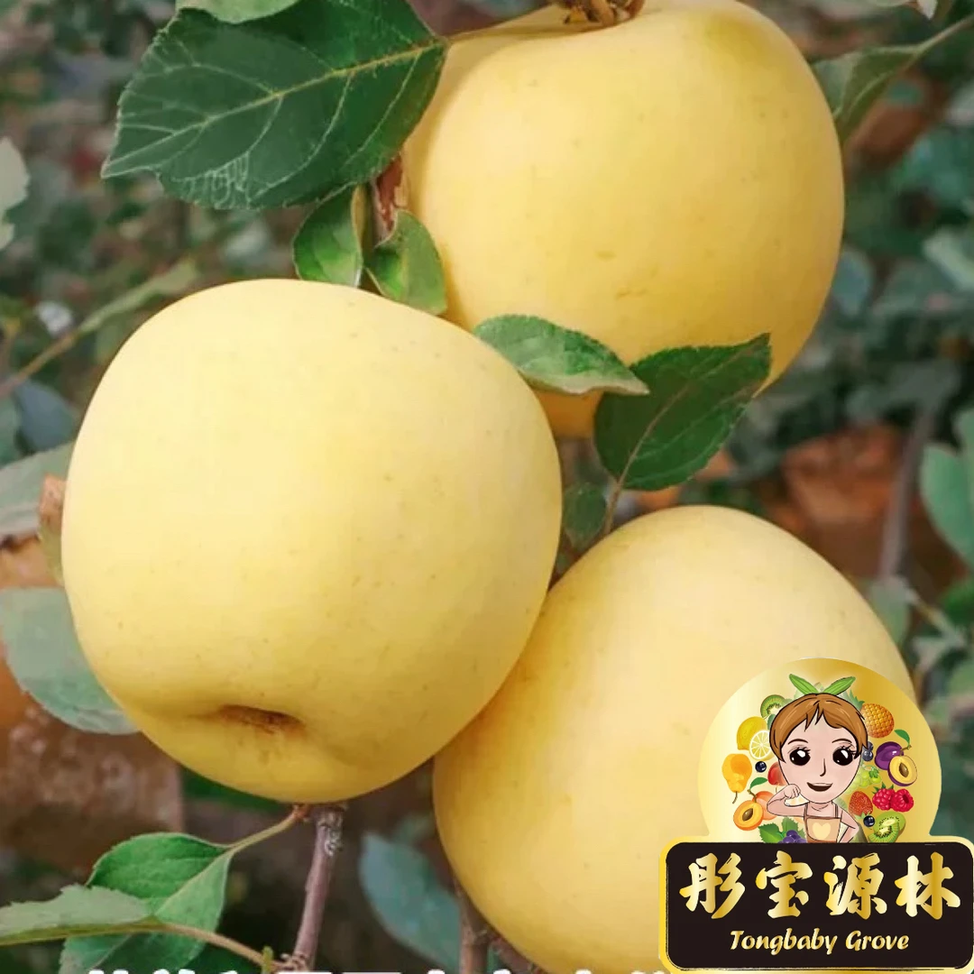 [奶油蜂王浆] 大果正宗烟台黄金奶油富士苹果新鲜水果脆甜多汁