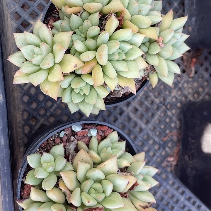 两盆黄金象牙多肉植物