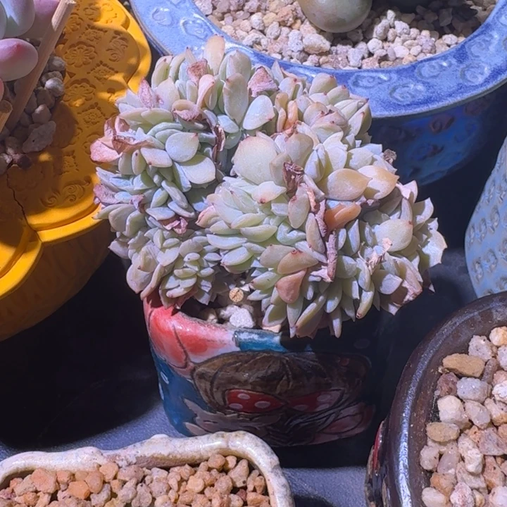 白茶 缀化 一物一拍