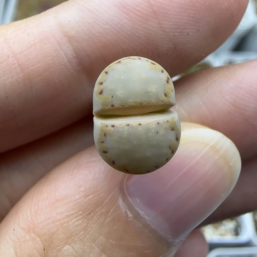 70二蜕金边净窗饼干清框福利30包邮