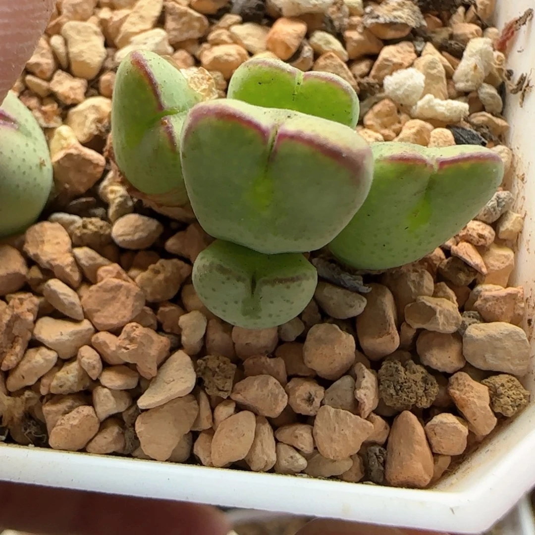 5369 大白多肉植物园