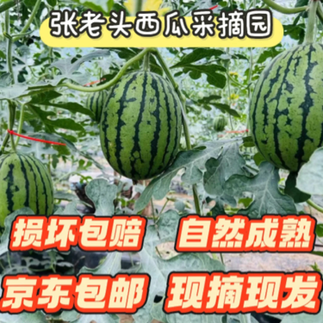【头茬西瓜】庞各庄西瓜L600 （12-14斤）4粒装 损坏包赔 顺丰包邮