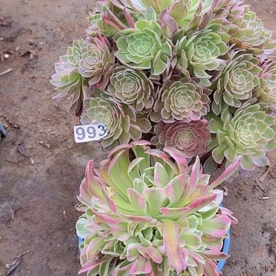 希***野多肉植物两个法师