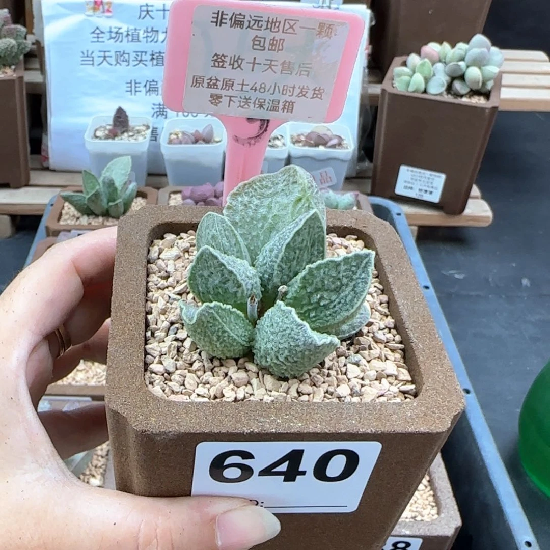 640酒红猪肝多肉植物