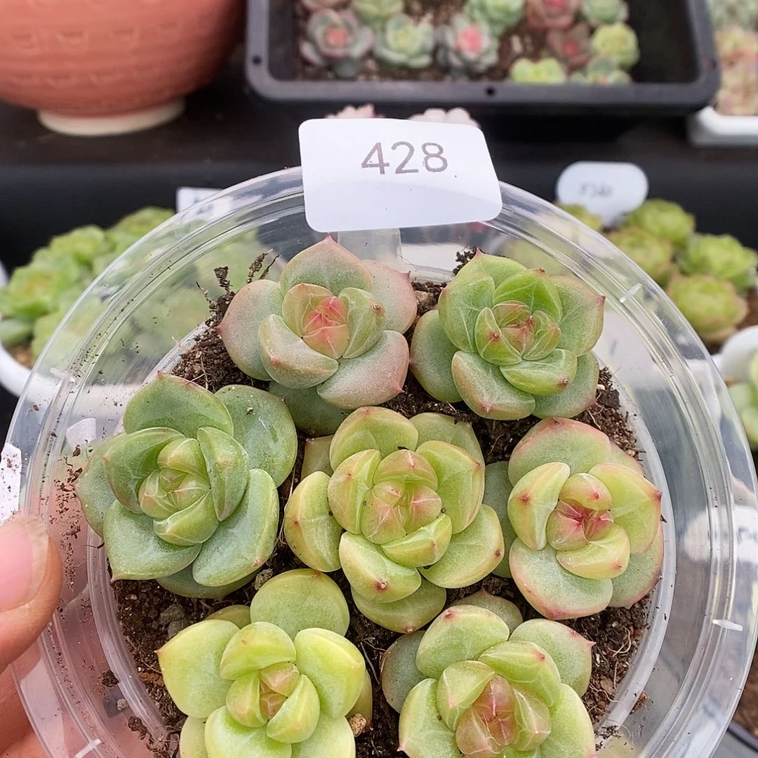 一物一拍一物一拍926-428