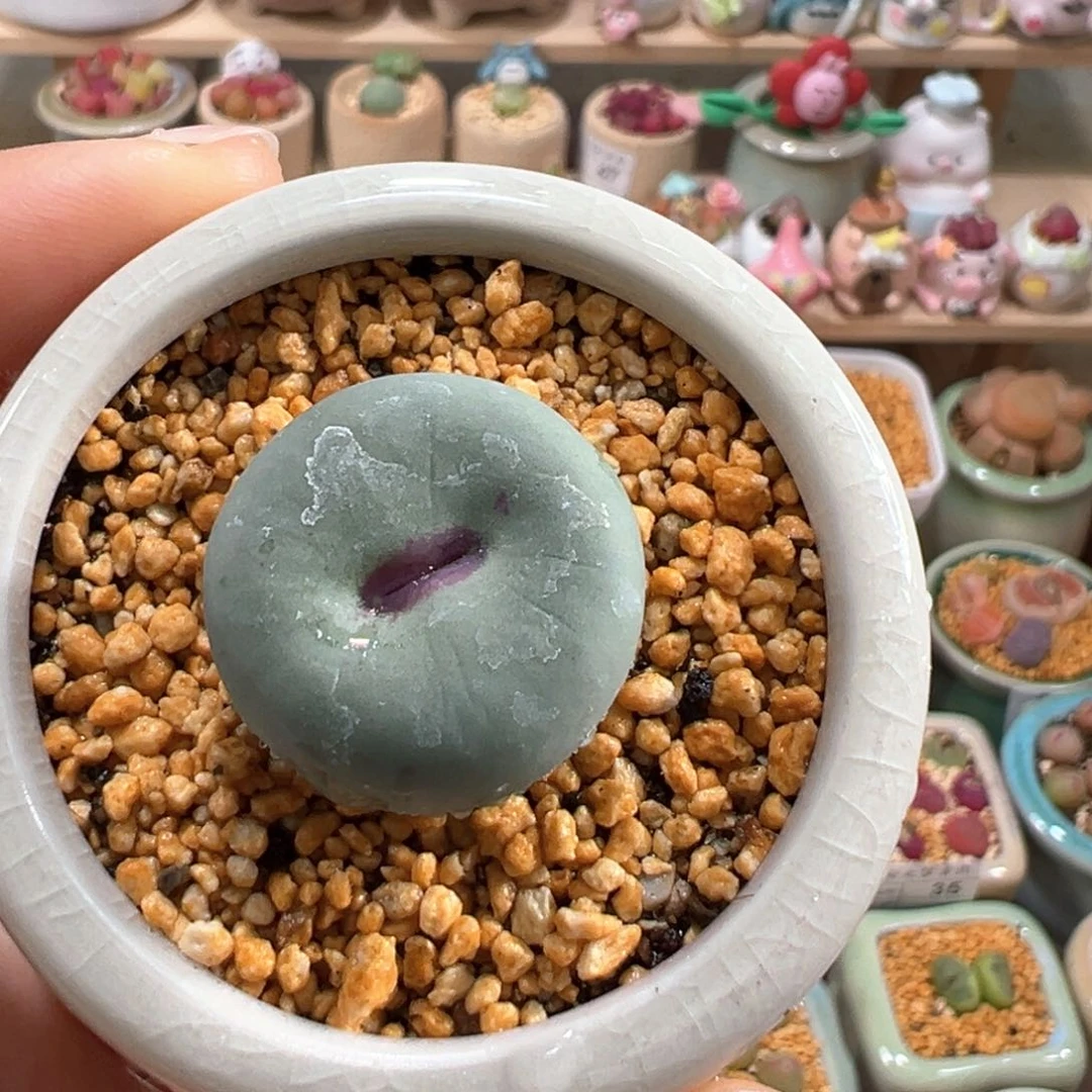 多肉植物59号大红嘴