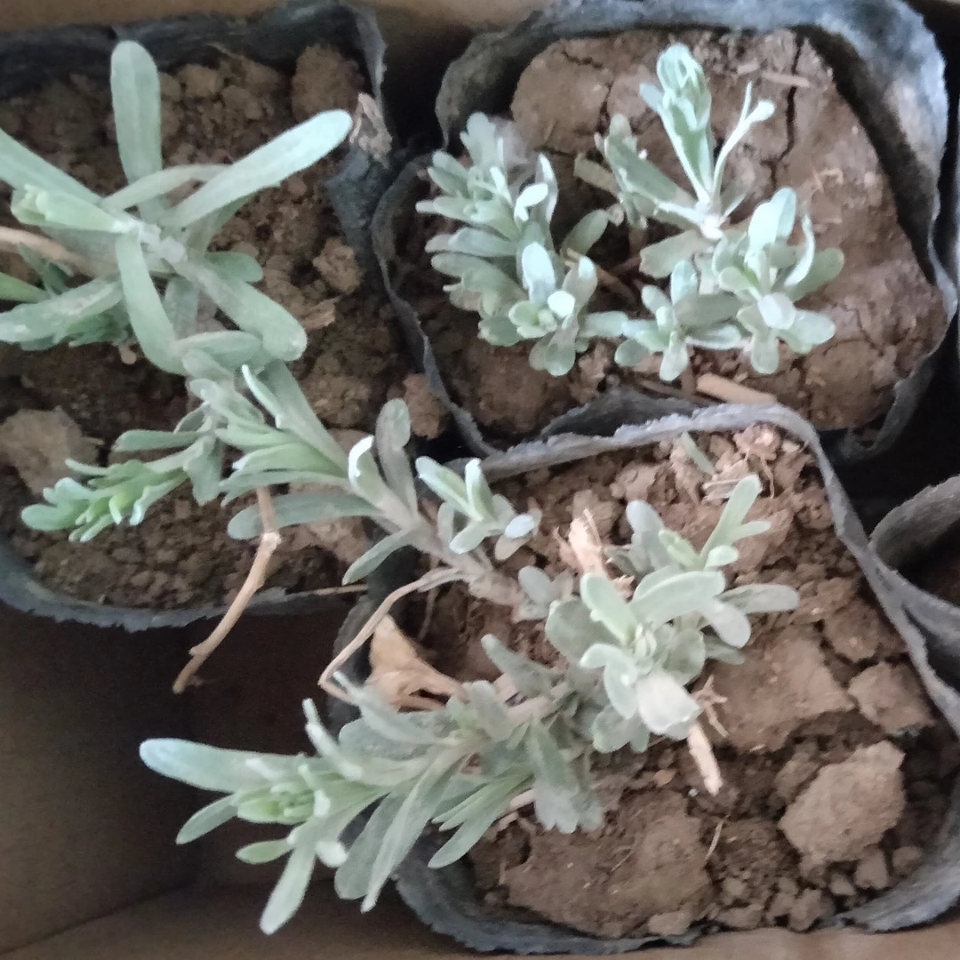 【新疆包邮】吉木萨尔椒蒿次年根苗//易活/室外庭院或盆栽//5年生/