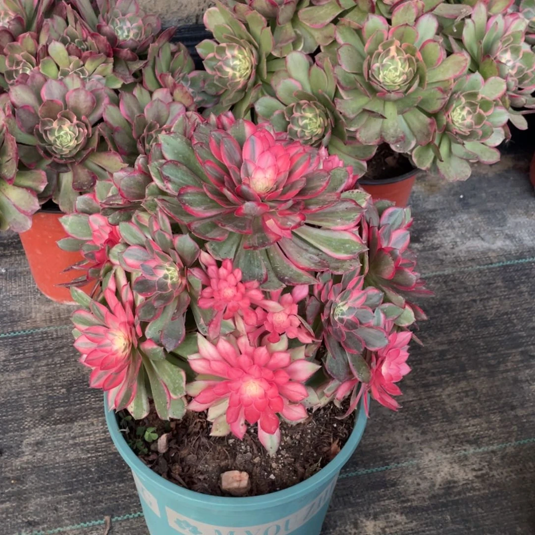 红叶黑魔锦老桩子法师