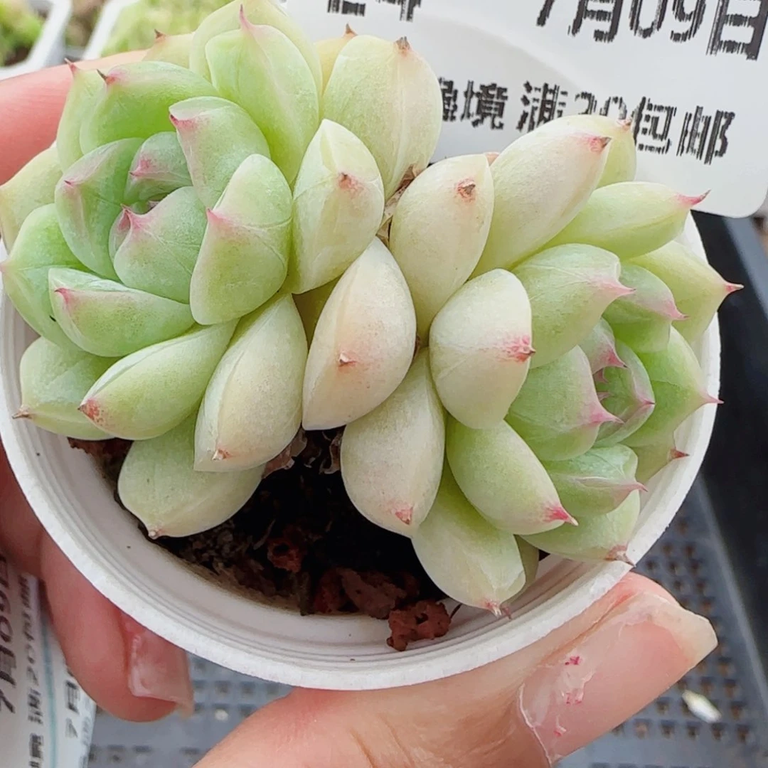 花语逸镜0709-24散