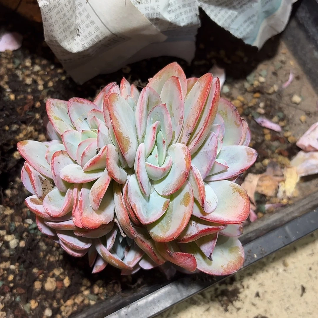 布鲁兰1234567891011