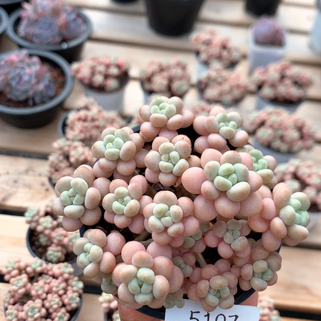 10厘米樱花洛可可 5107