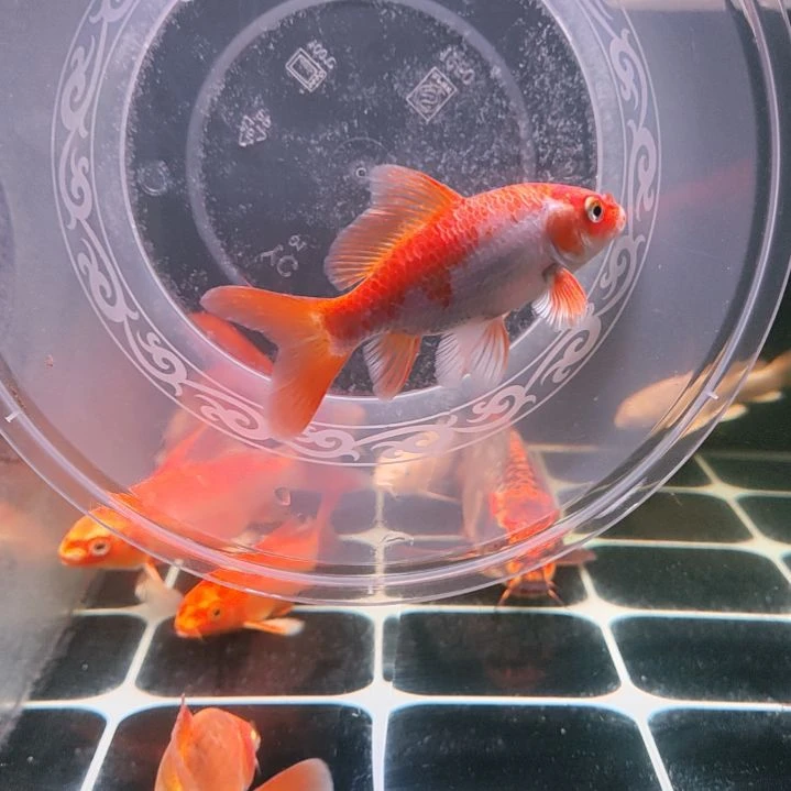 蝴蝶鲤鱼红色蝴蝶鲤