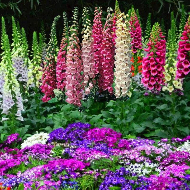 毛地黄盆栽花四季开花阳台花园庭院花境地栽耐寒耐热好养ئۇرۇق