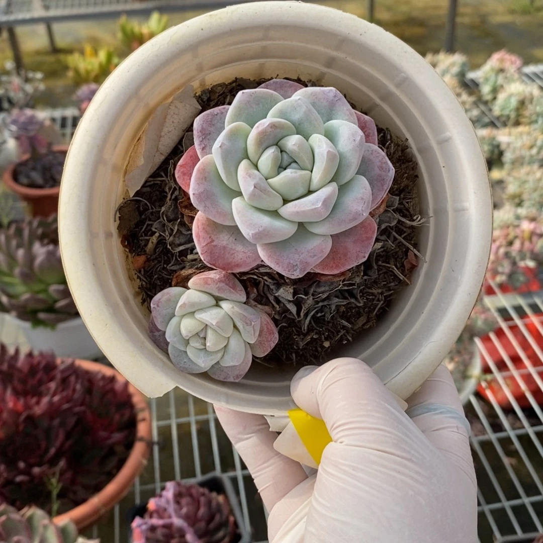 603冰玉老桩一物一拍