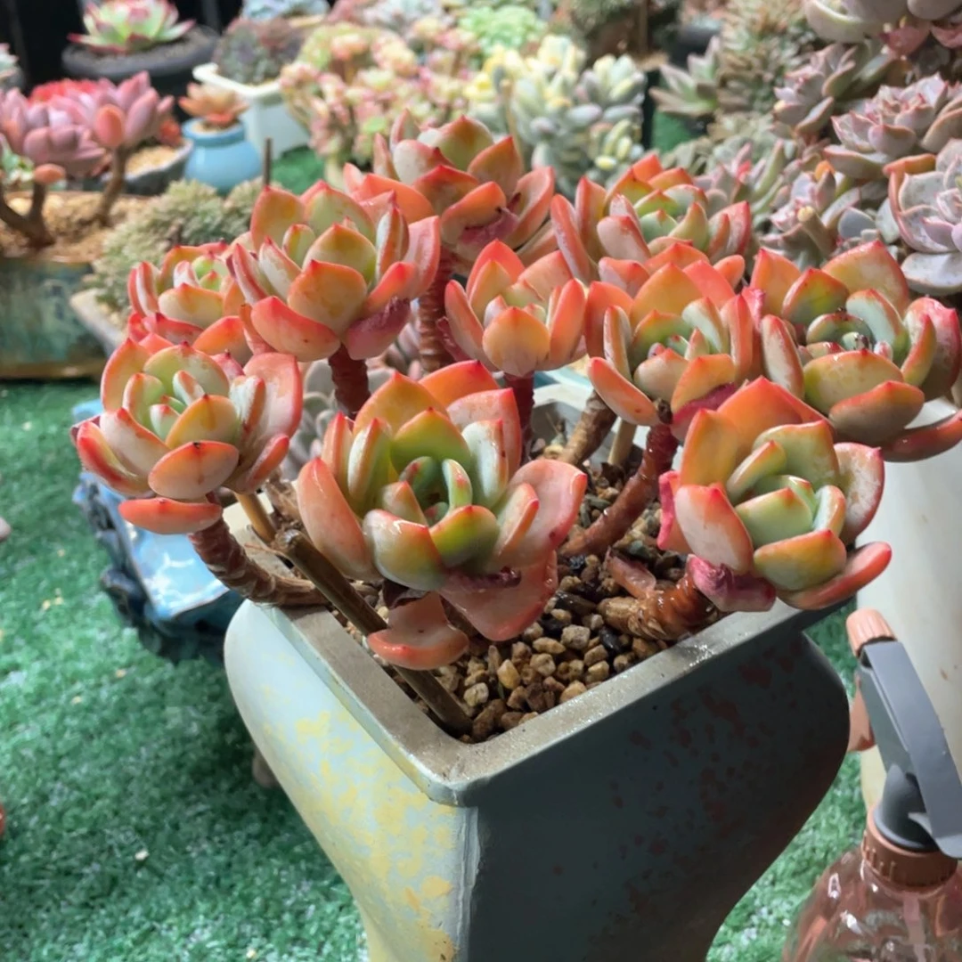 白月光一物一拍28包邮非偏远