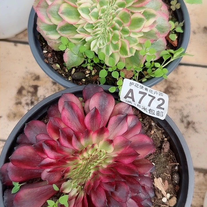 多肉法师淘宝福利