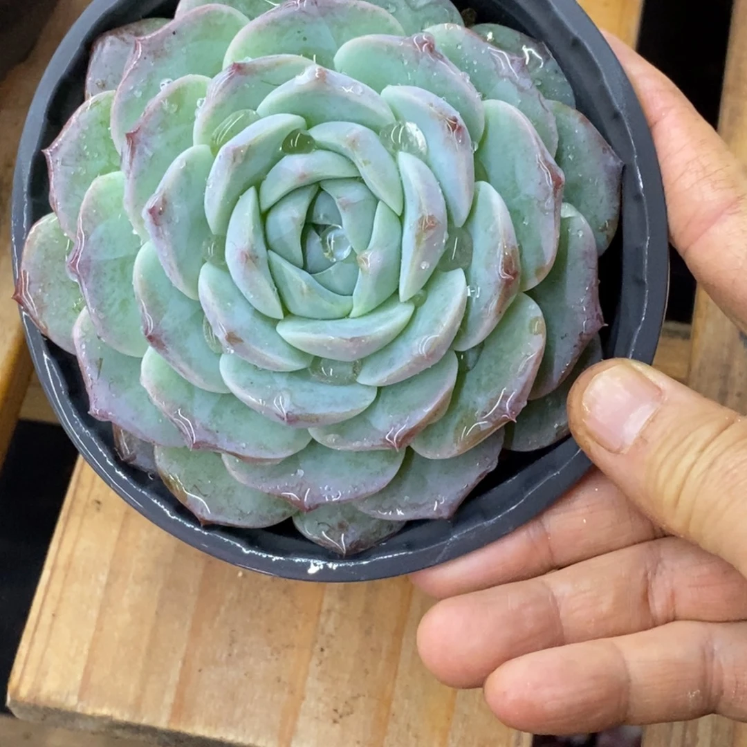 精品多肉一物一拍不包整420