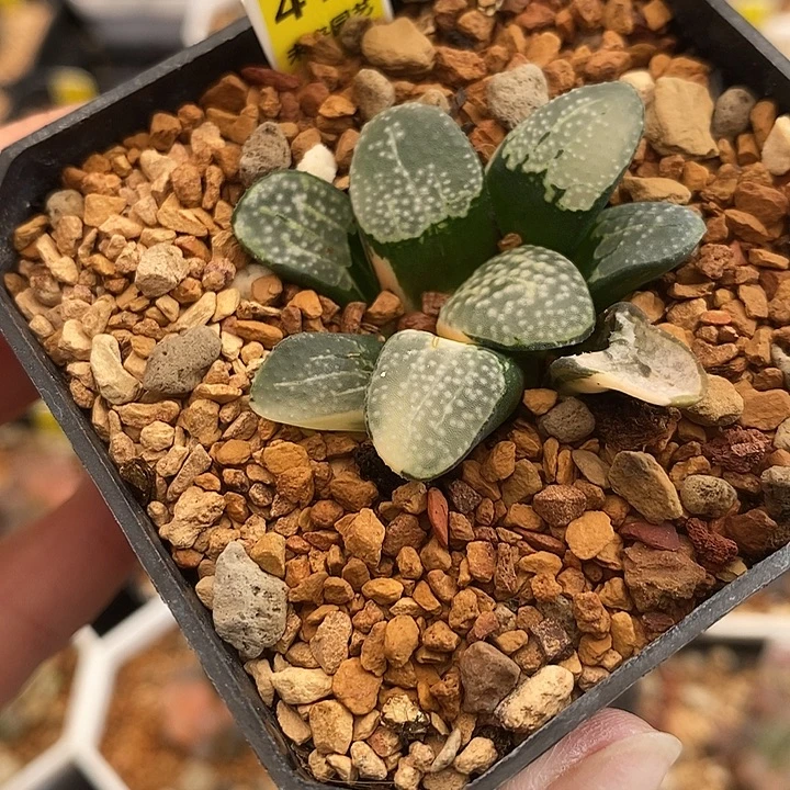 413点点寿一物一拍