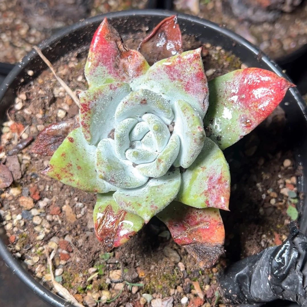 6290哈哈哈哈哈哈哈哈哈