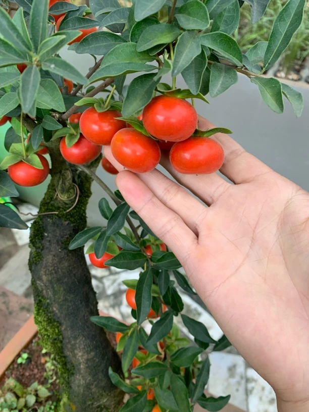 金弹子老鸦柿直播专用链接