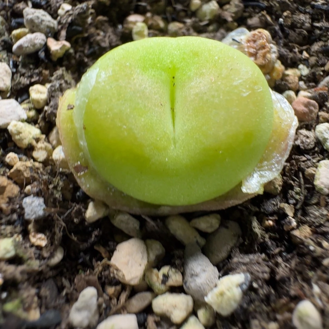 2996。蟠桃一颗。特别漂亮