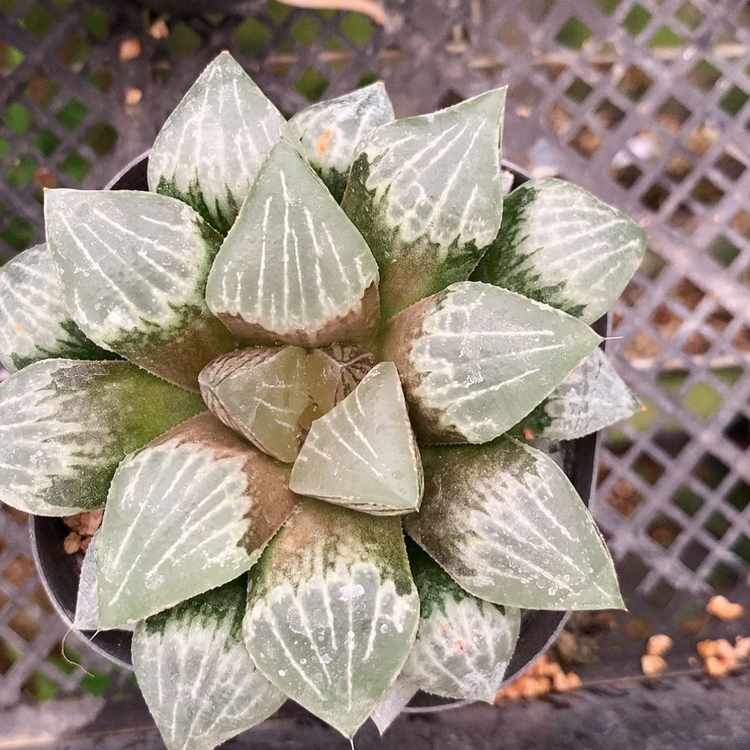 一物一拍，3号，3房