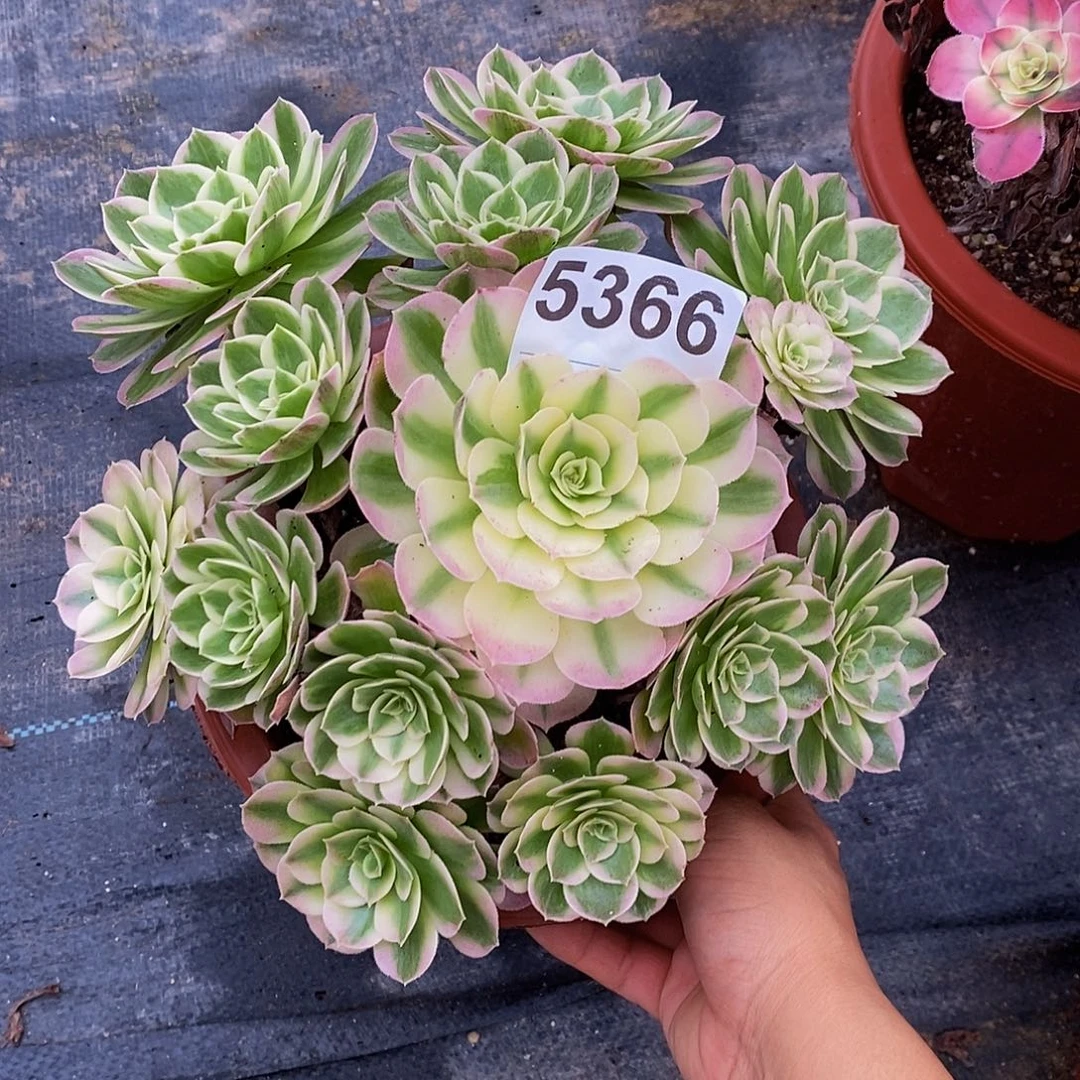 大***…5366海仙55555555555