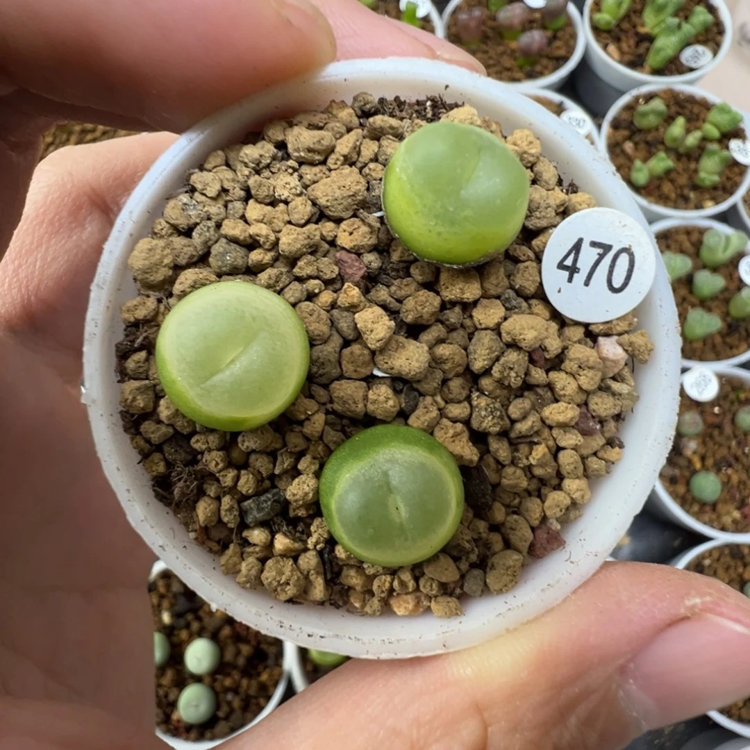拉登一颗脱土470000