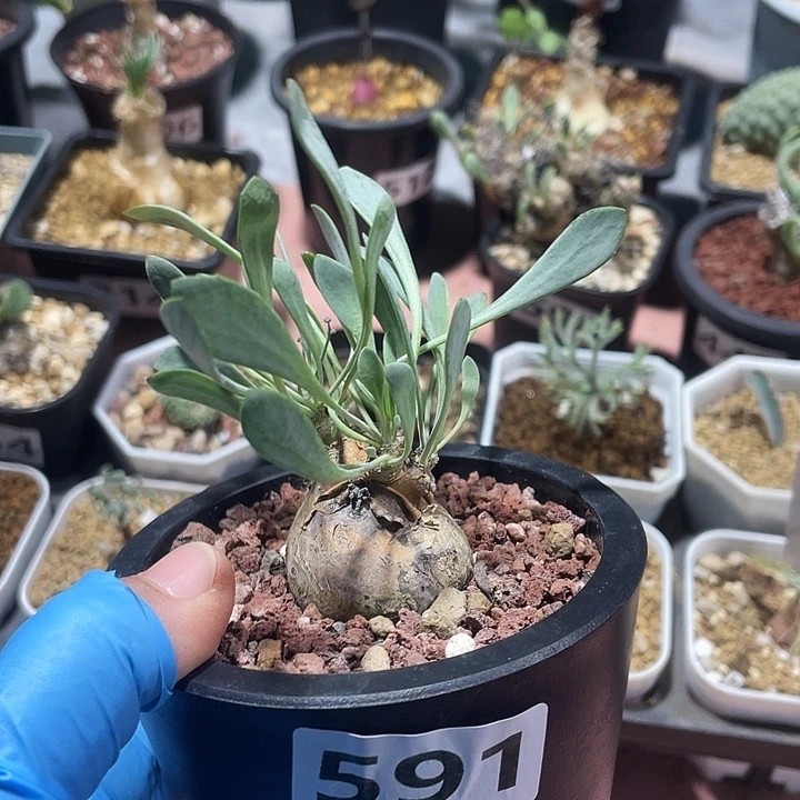 591产地开普敦厚墩菊