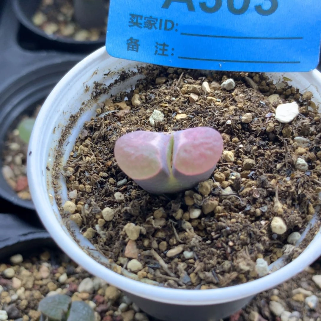 a303磁铁风铃母本