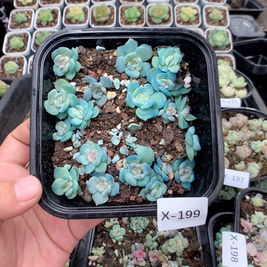 无花朵X199英语英语
