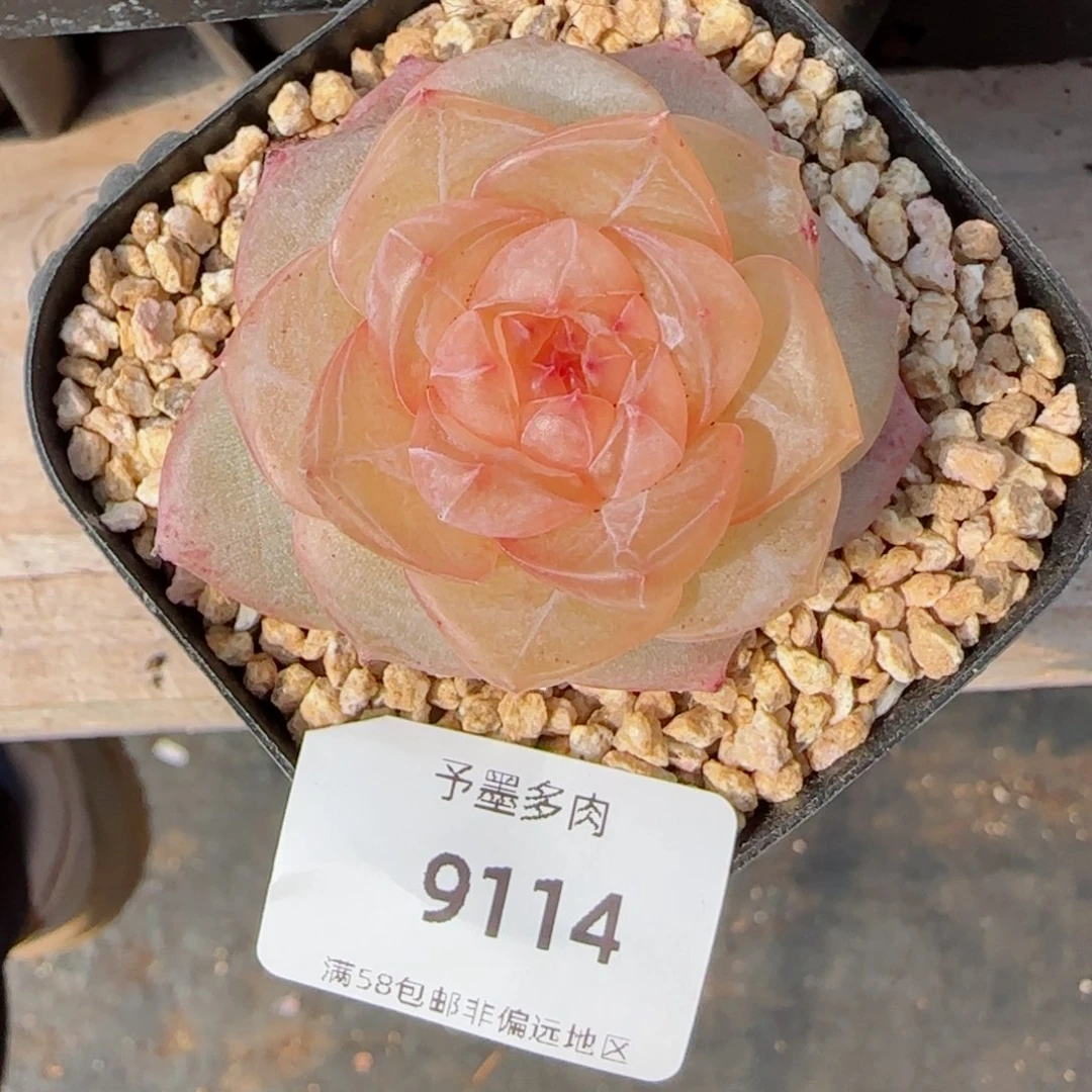 灵泽珍妮，9114多肉植物