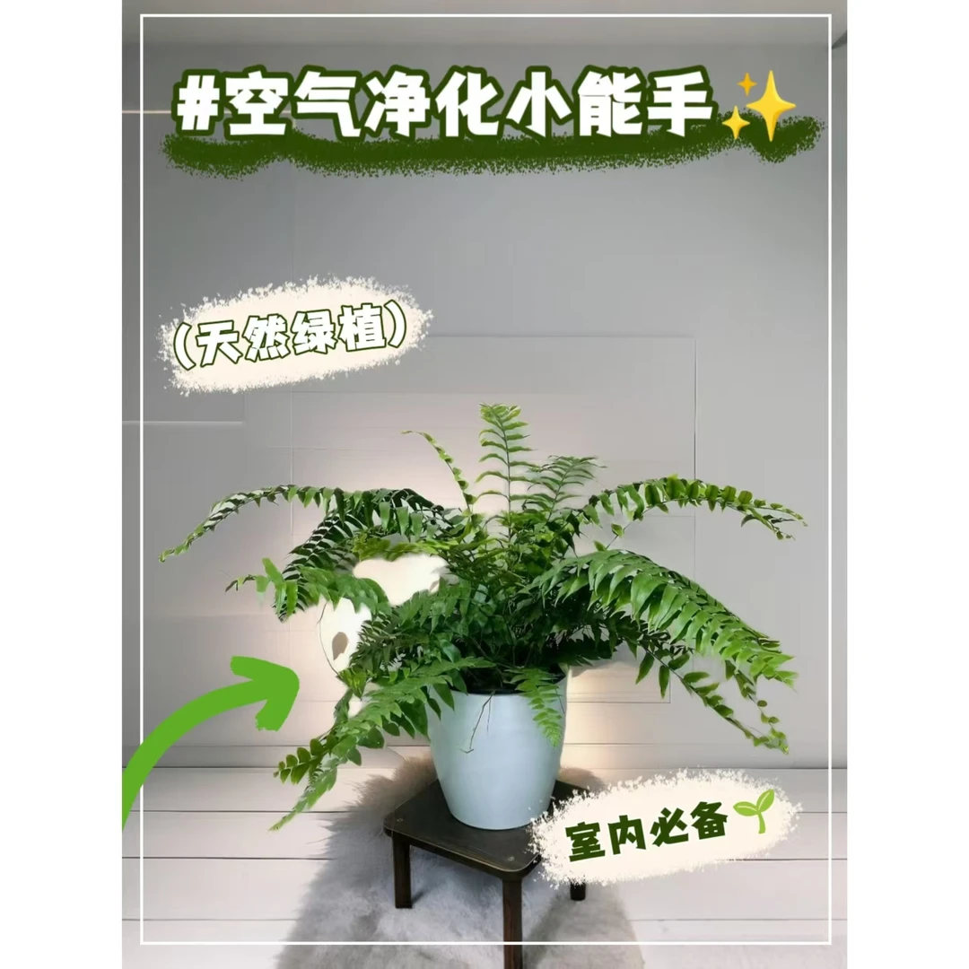 波斯顿蕨霸王蕨类植物绿植垂吊好养活净化空气蕨类室内盆栽植物