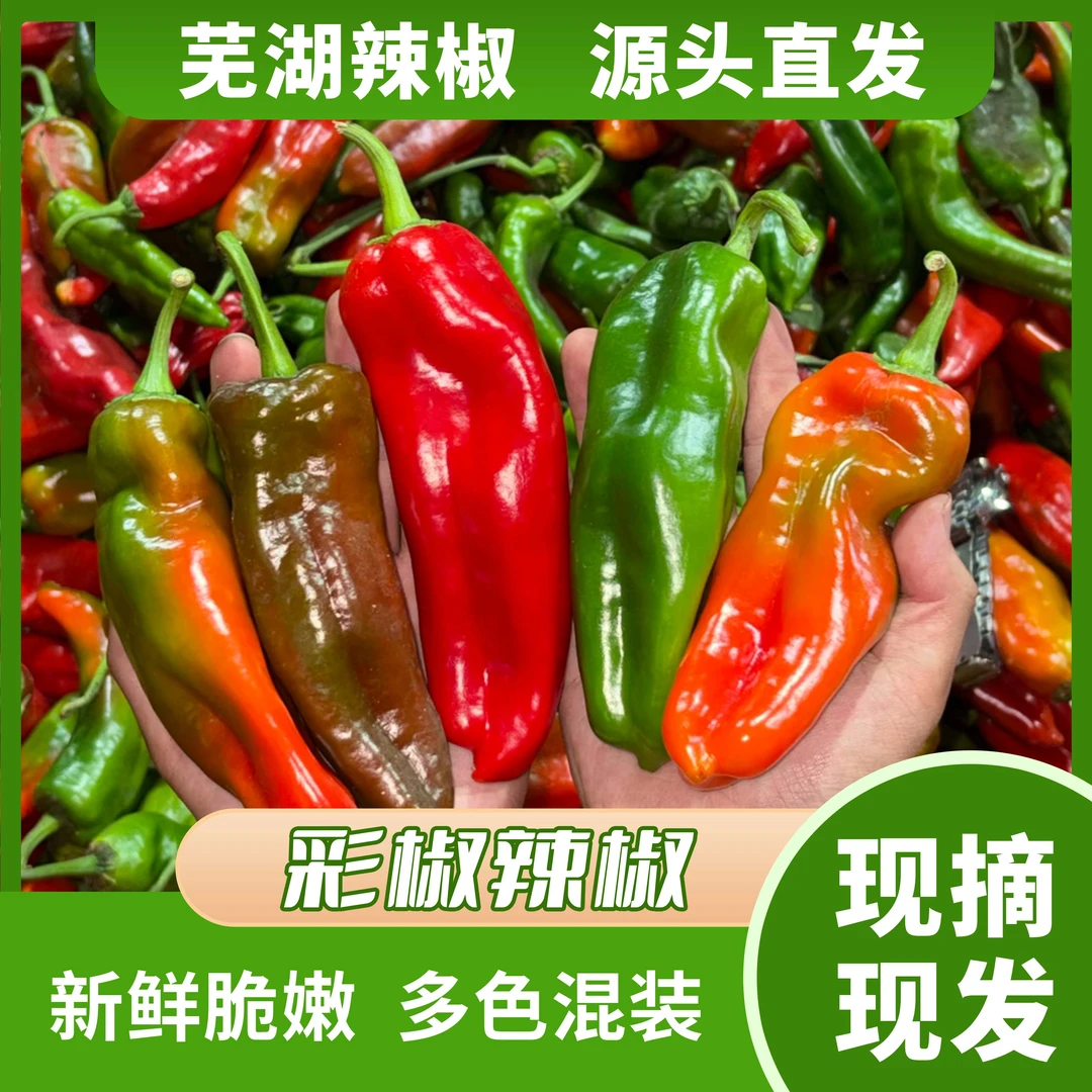 芜湖江北青紫彩椒农家种植新鲜花辣椒多种颜色混装皮薄肉厚汁多