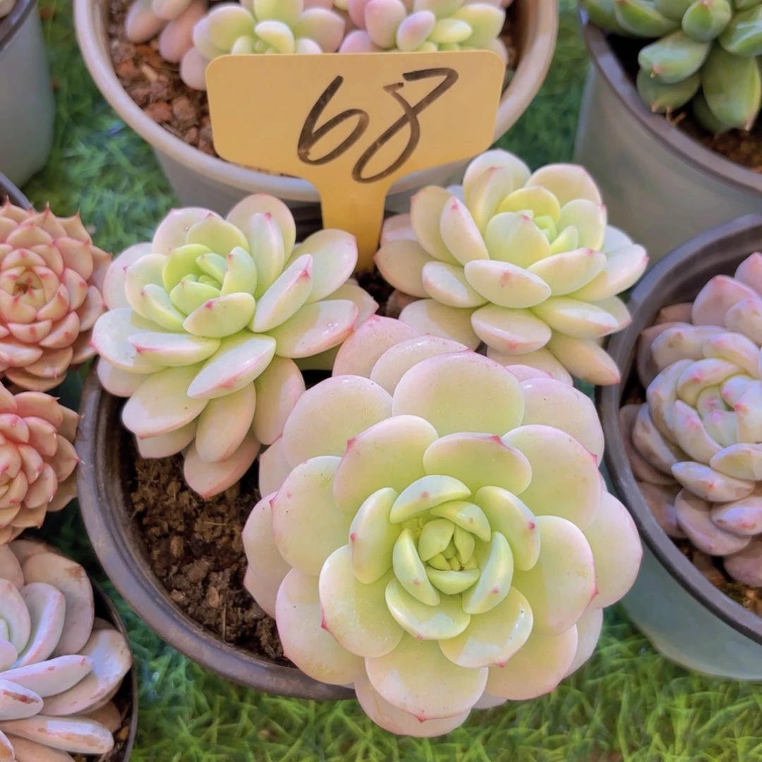 勇***前云南金致家精品多肉