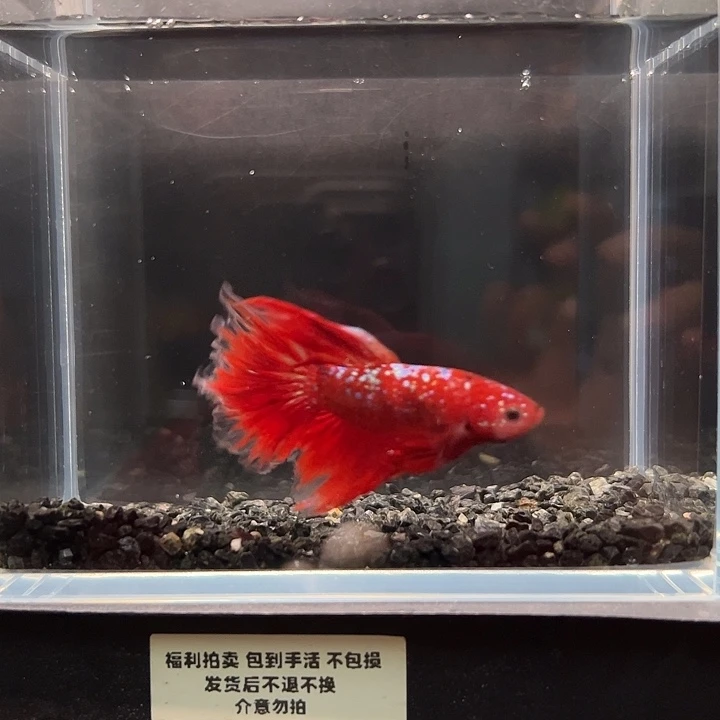 斗鱼一单包邮30日129