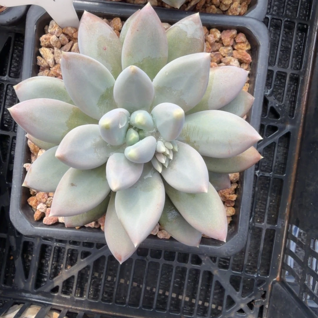 一物一拍精控黄胖体哥特27